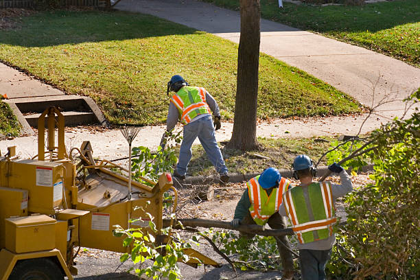 Best Tree and Shrub Care  in Apple Mountain Lake, VA